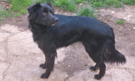 Lire la suite à propos de l’article Chien perdu